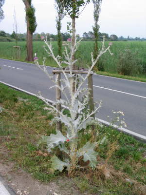 Silberdistel